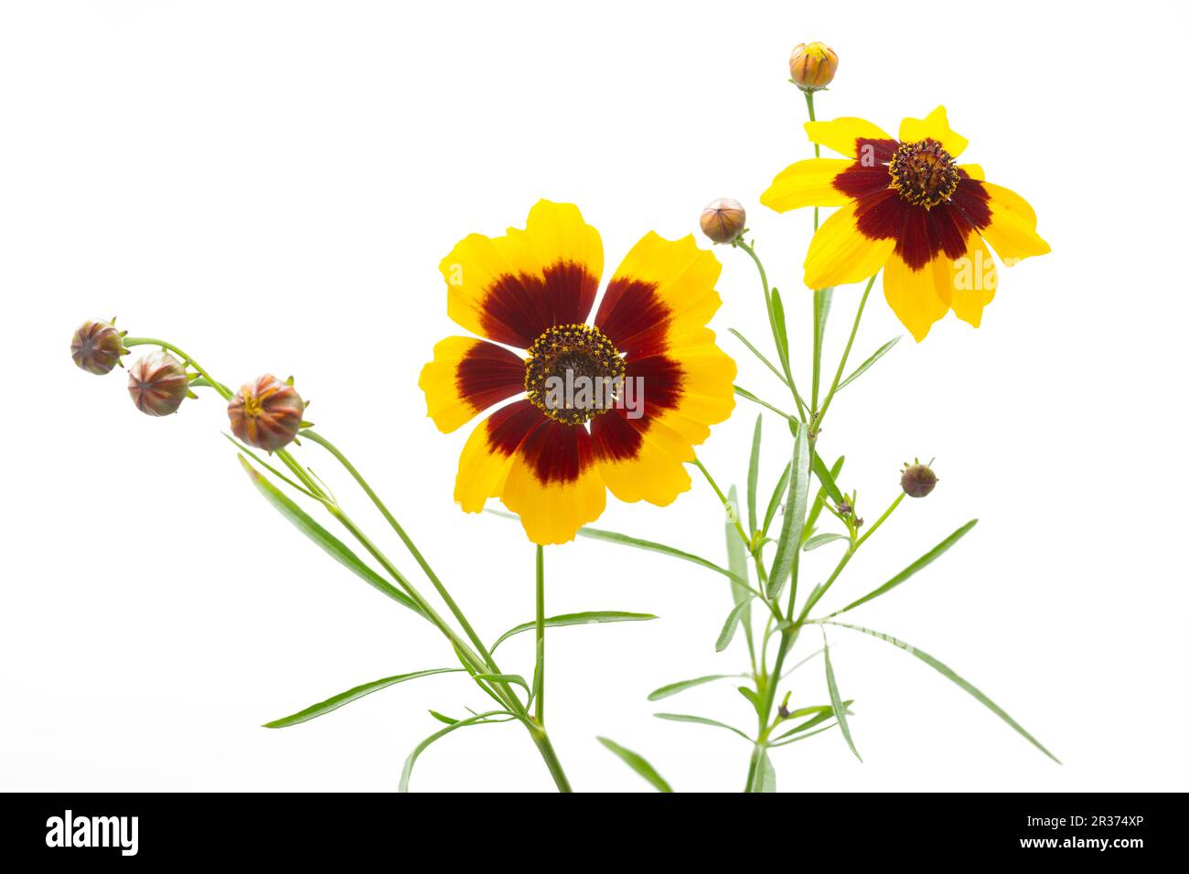 Occhio di bambina (Coreopsis lanceolata), freisteller Foto Stock