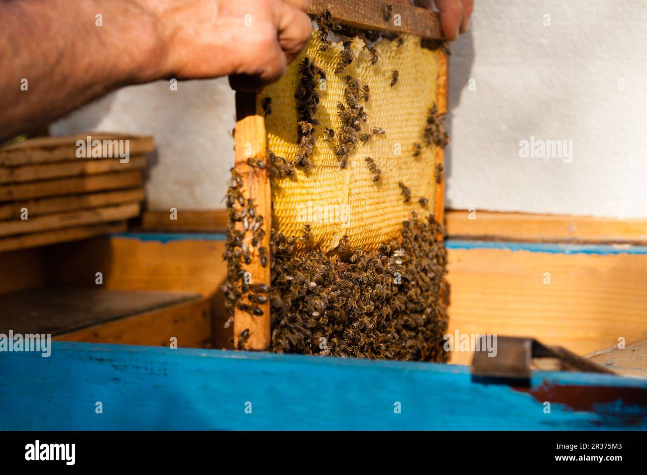L uomo si impegnano apicoltura Foto Stock