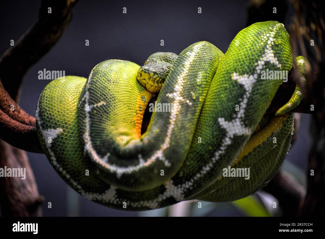 Emerald Tree Boa (Corallus caninus) Foto Stock