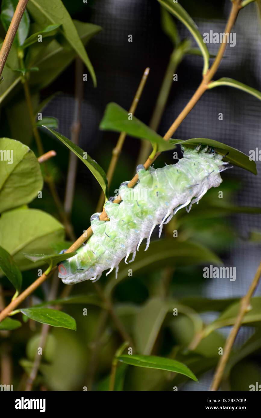 Atlas Moth (Attacus atlas) Caterpillar Foto Stock