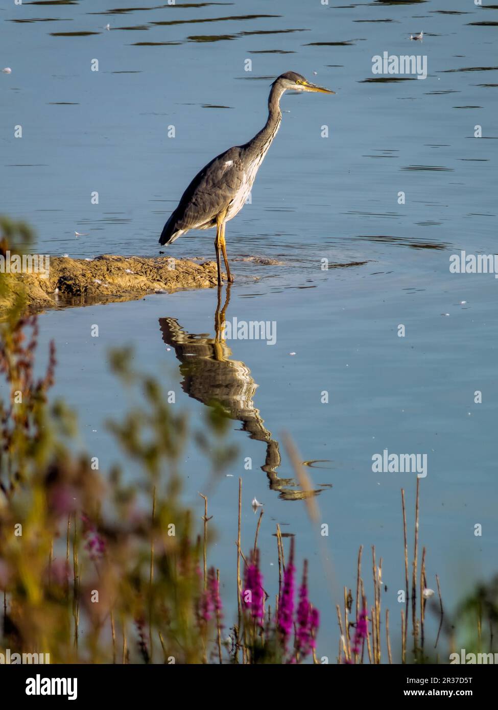 Airone cenerino e di riflessione Foto Stock