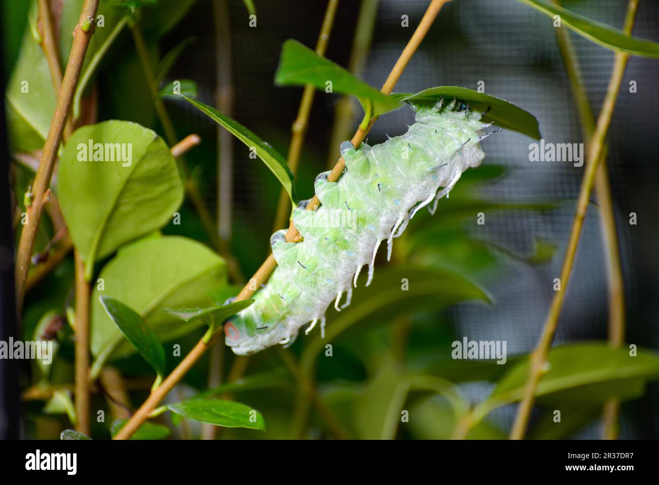 Atlas Moth (attacus atlas) Caterpillar che sale su un fusto dello stabilimento Foto Stock