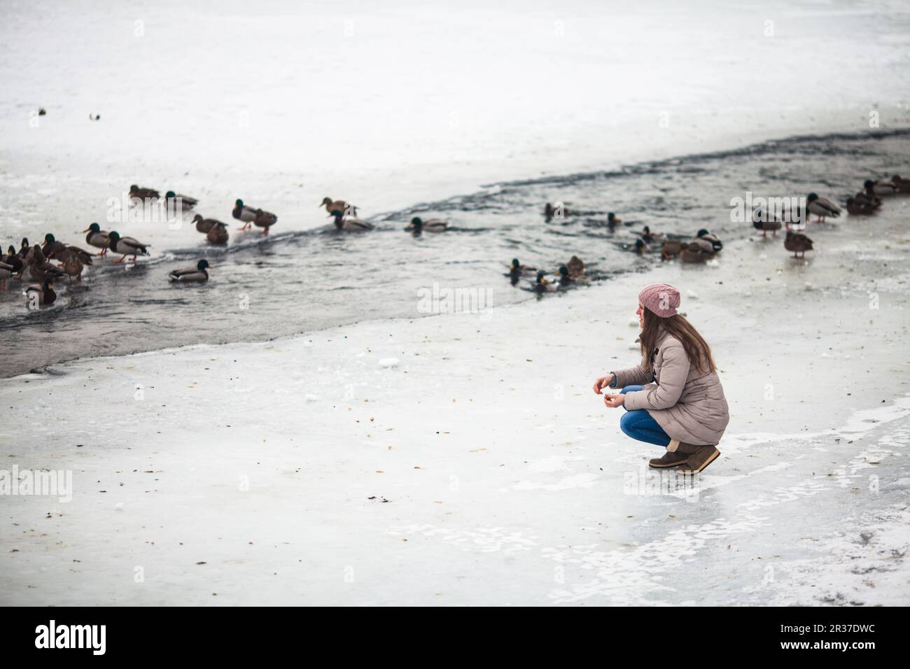 Alimentazione ragazza anatre in inverno Foto Stock