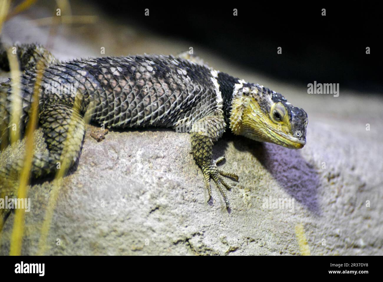 Blu lucertola spinosa (Sceloporus serrifer) Foto Stock