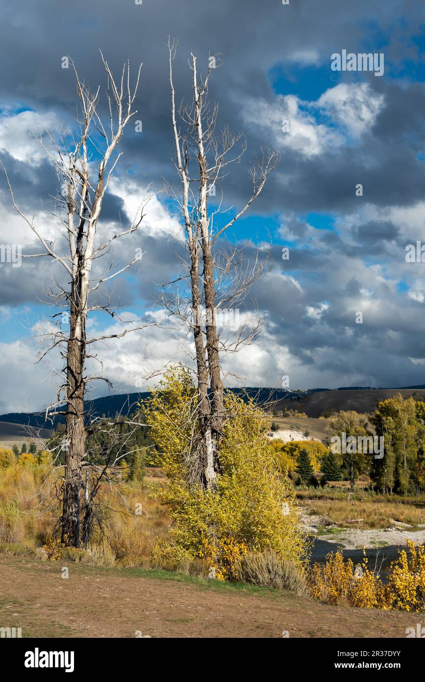 Gros Ventre River Foto Stock