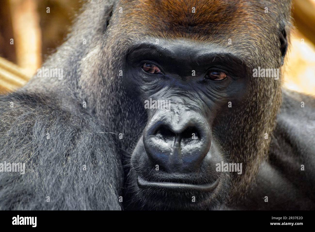 Pianura occidentale (Gorilla Gorilla gorilla gorilla) Foto Stock