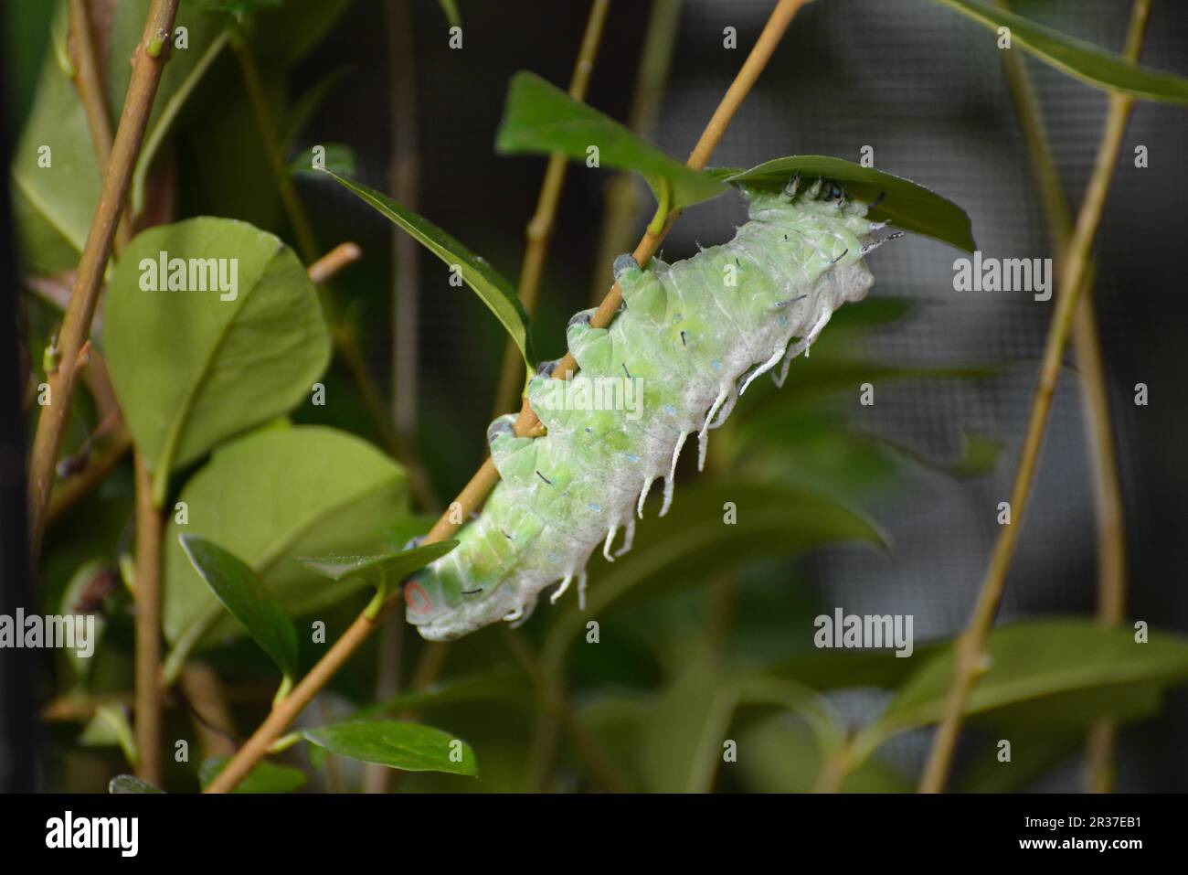 Atlas Moth (attacus atlas) Caterpillar che sale su un fusto dello stabilimento Foto Stock