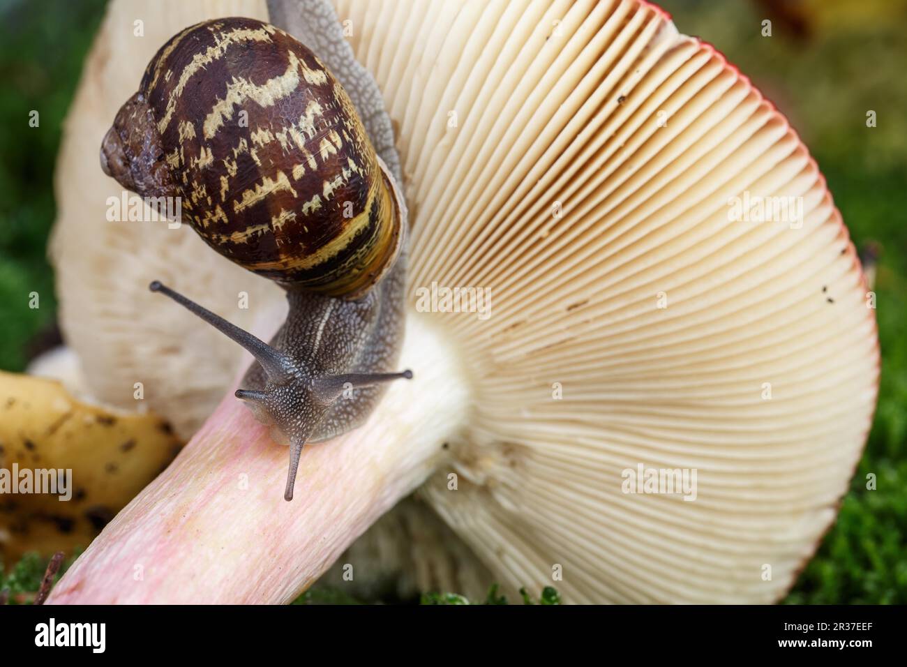 Foto autunnale con lumaca su fungo boschivo con muschio e foglie Foto Stock