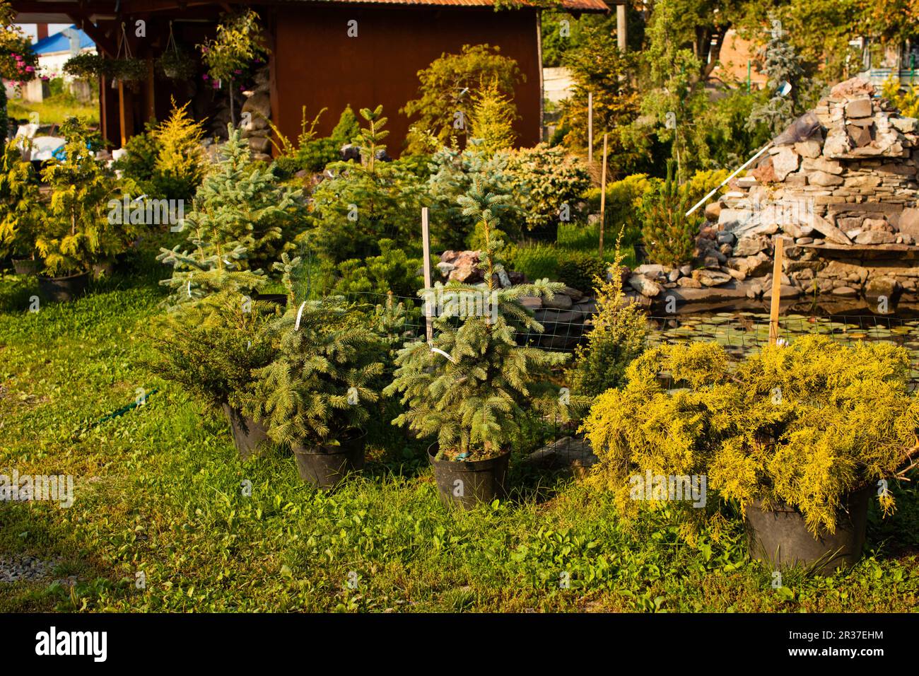 Giardino all'aperto del mercato Foto Stock