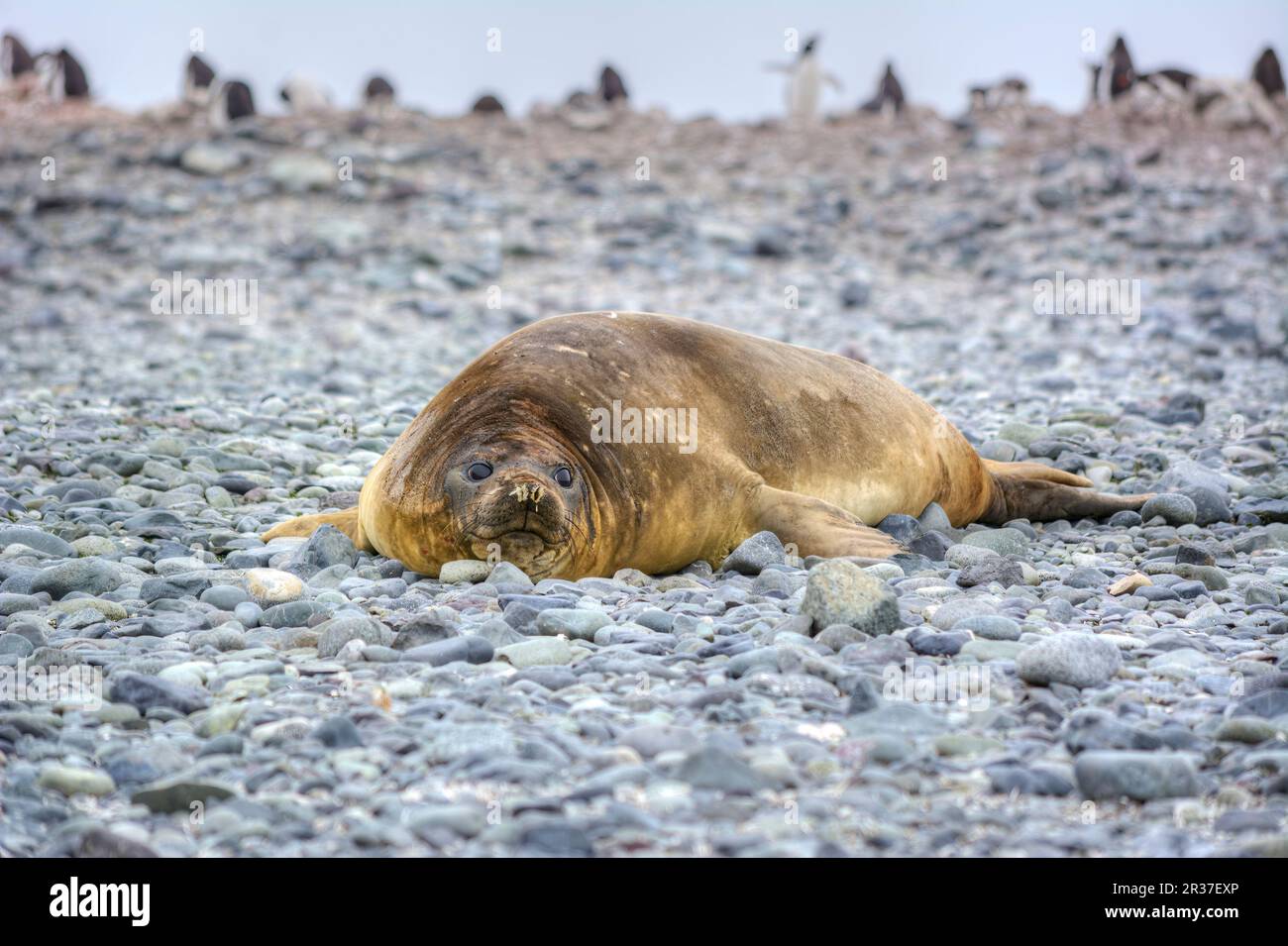 Foca di elefante meridionale che riposa su una spiaggia di ciottoli in Antartide Foto Stock