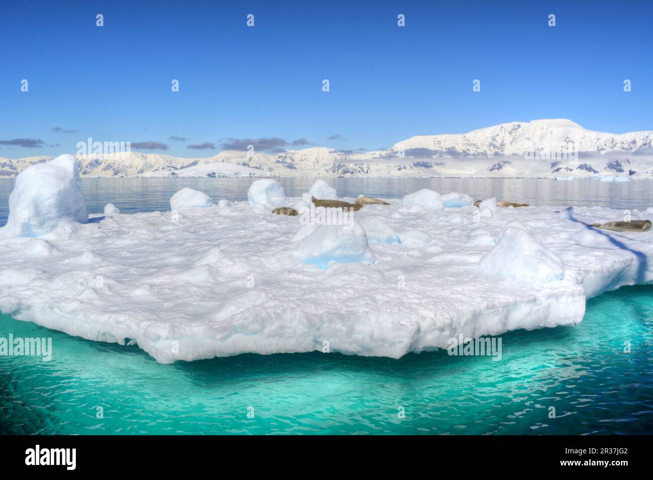 Le foche dei Crabeaters poggiano su un iceberg in Antartide Foto Stock