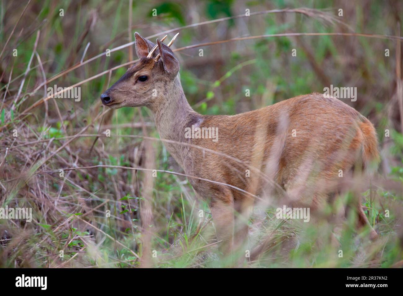 Mazama grigia, Mazama grigia, Mazama grigia, Mazama marrone, Mazama grigia, Mazama marrone, Mazamas marrone, Mazamas grigio, Mazamas marrone, Cervo, Ungulati Foto Stock