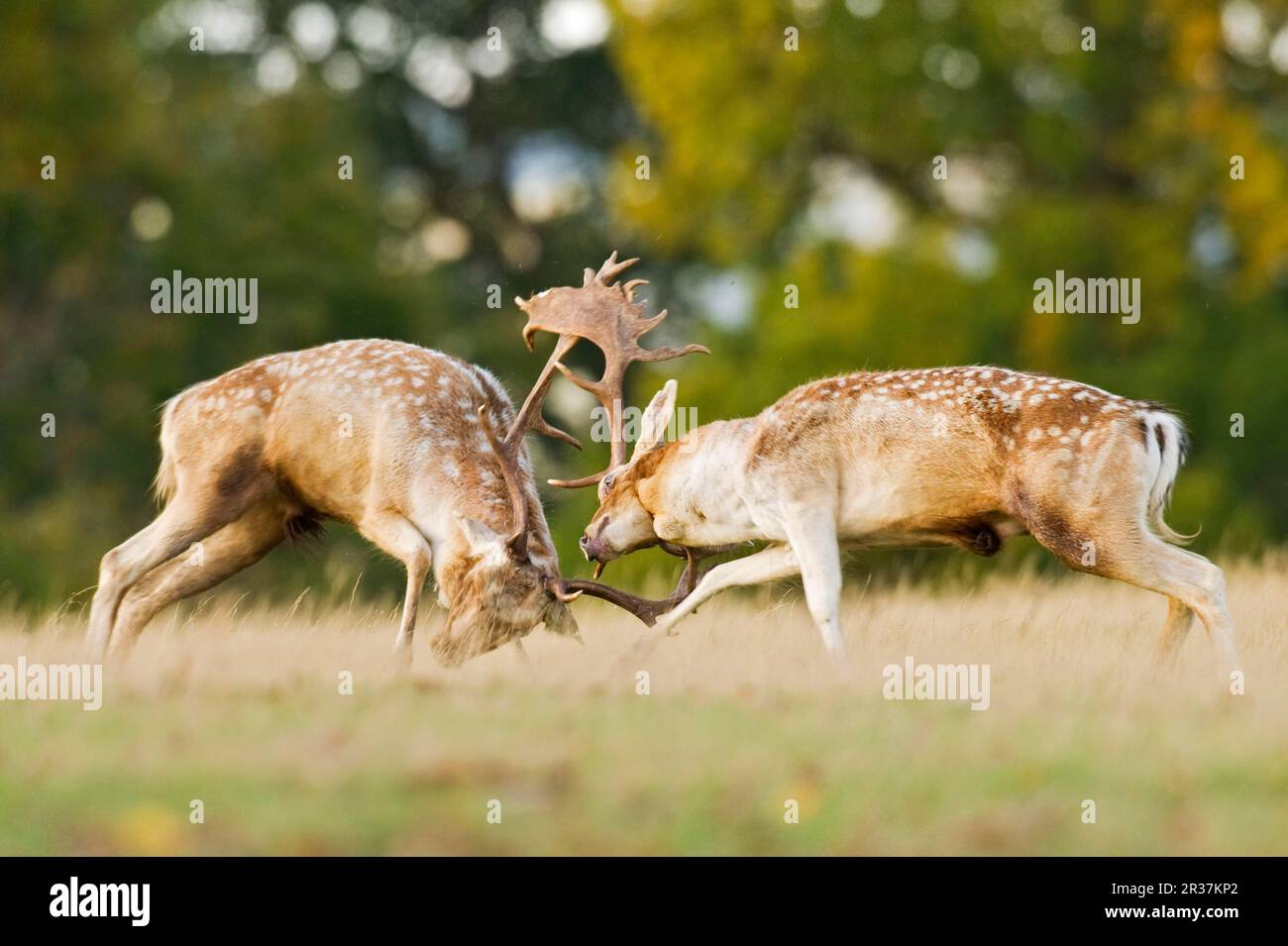 Daino (Dama dama) due bucks, combattendo, durante il solco, Knole Park, Kent, Inghilterra, autunno Foto Stock