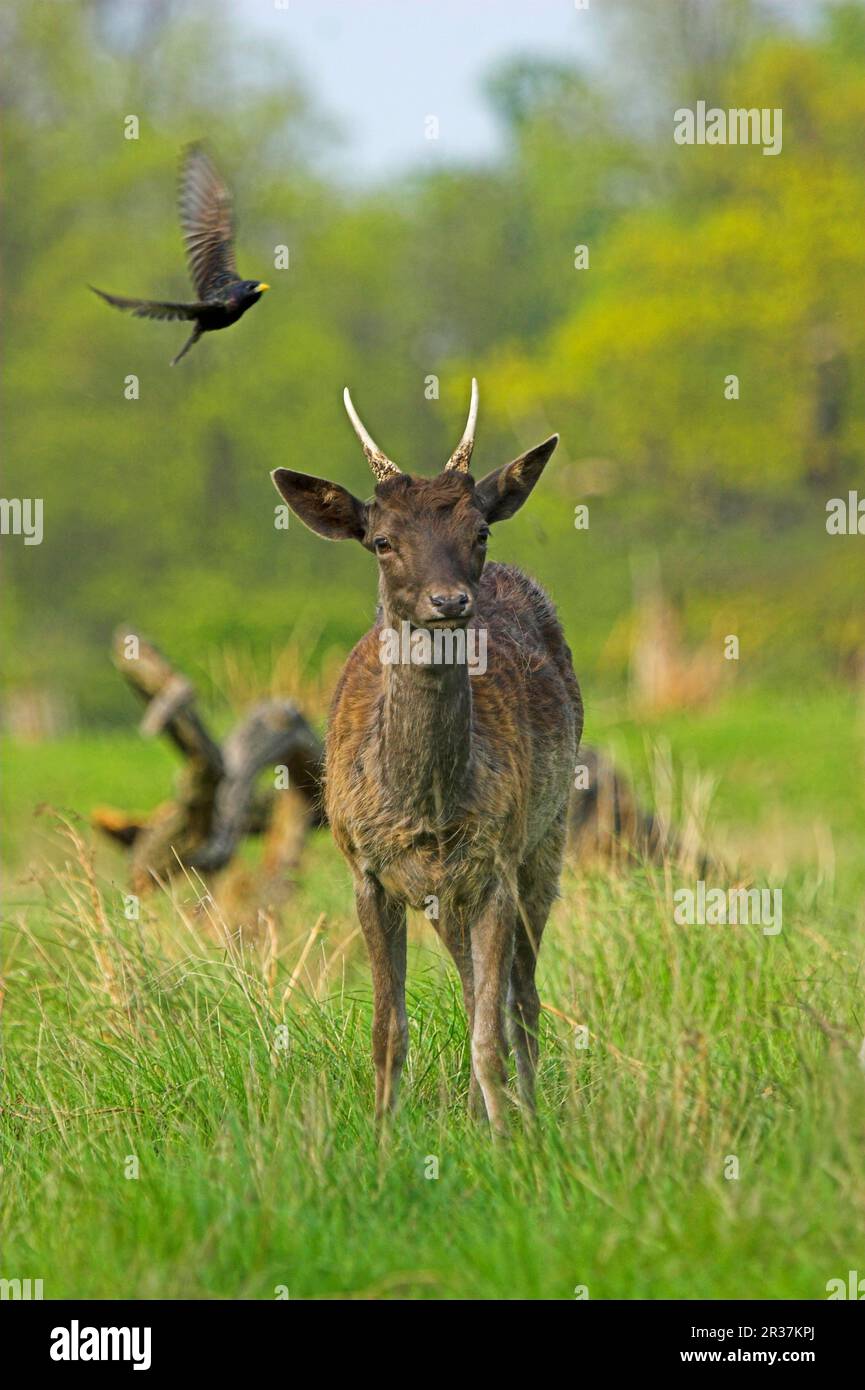 Daino (Dama dama) giovane maschio, con Starling comune (Sturnus vulgaris) in volo, Surrey, Inghilterra, Regno Unito Foto Stock