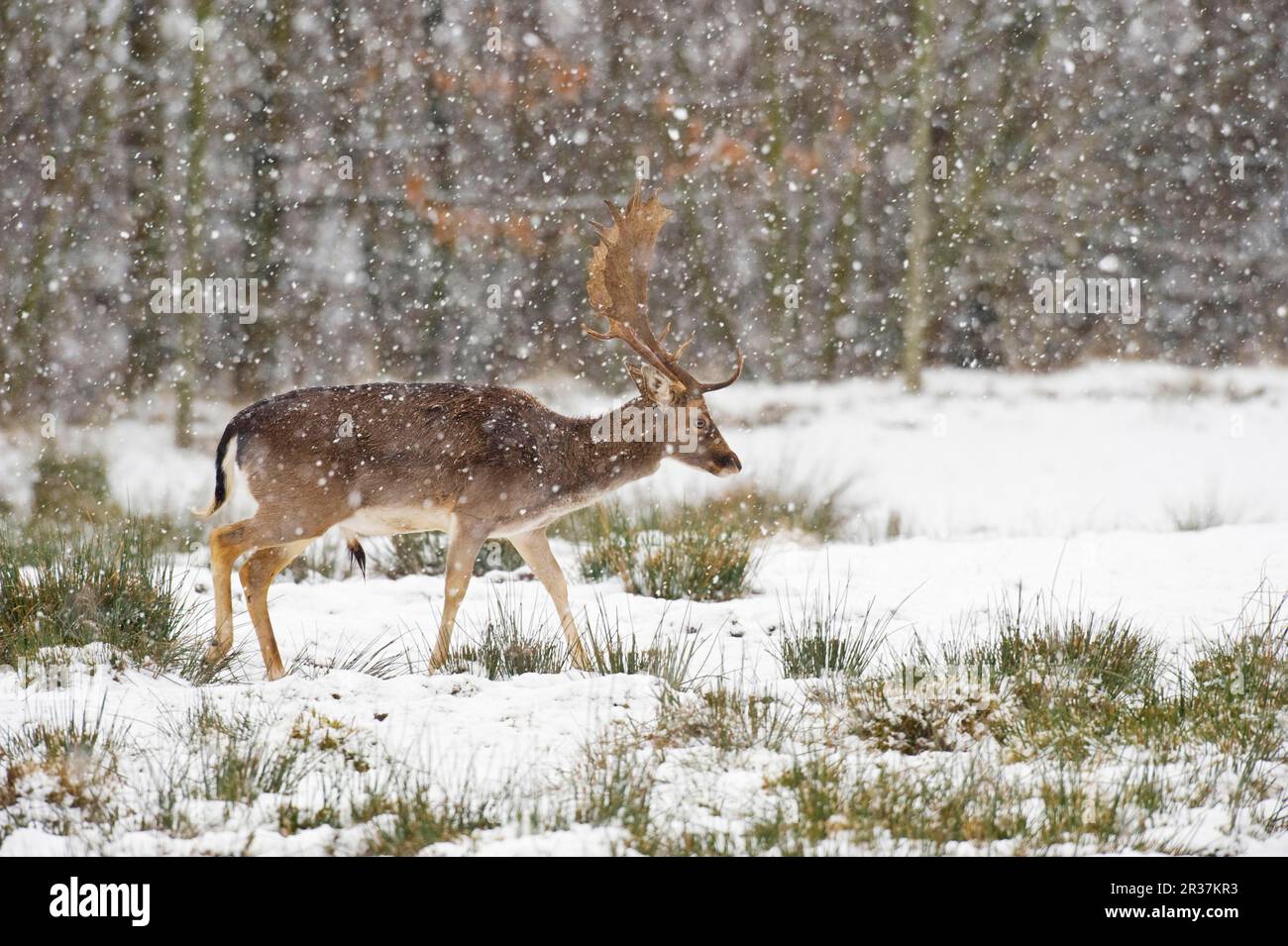 Daino (Dama dama) buck, a piedi in parco coperto di neve, Lyme Park, Peak District N. P. Cheshire, Inghilterra, inverno Foto Stock