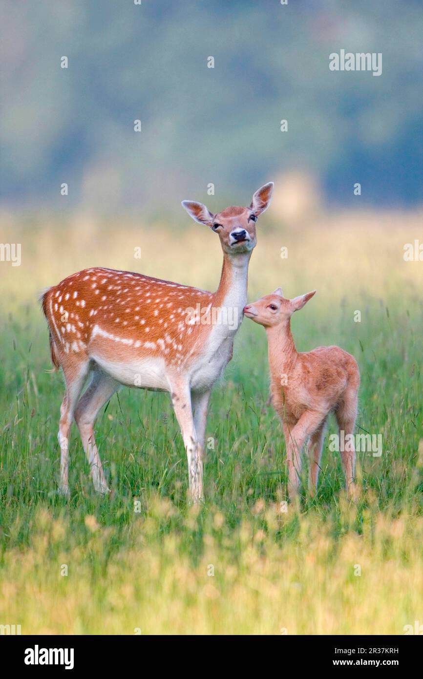 Daino (Dama dama) con cucciolo di due settimane, in erba, Inghilterra, Regno Unito Foto Stock