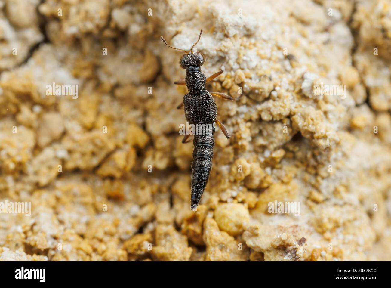 Scarabeo (Stenus sp.) Foto Stock