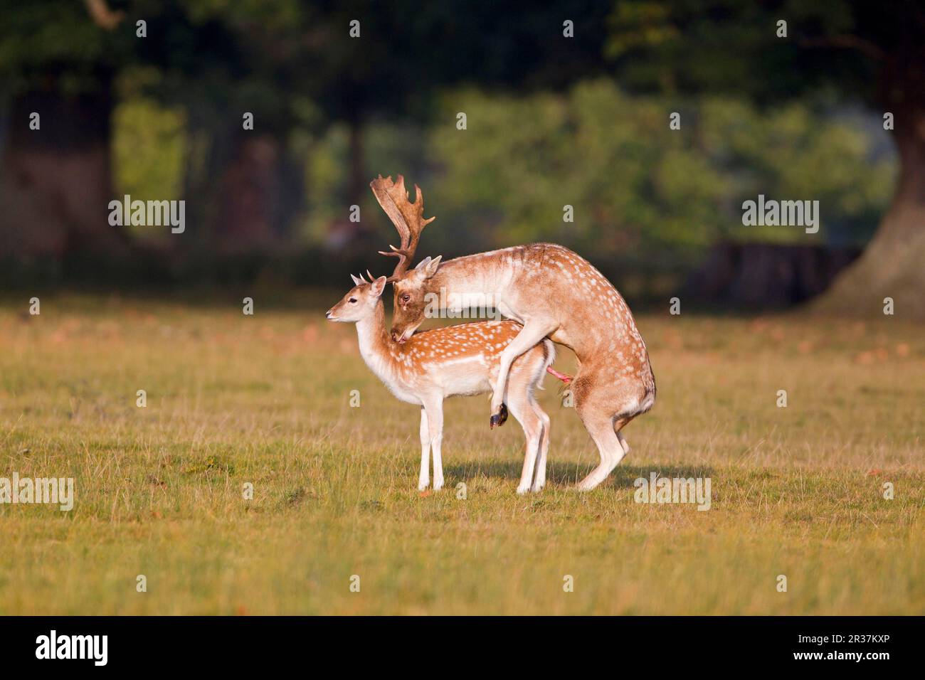 Daino (Dama dama) coppia adulta, cavalcata, accoppiamento durante la corsa, Helmingham Hall Deer Park, Suffolk, Inghilterra, Regno Unito Foto Stock