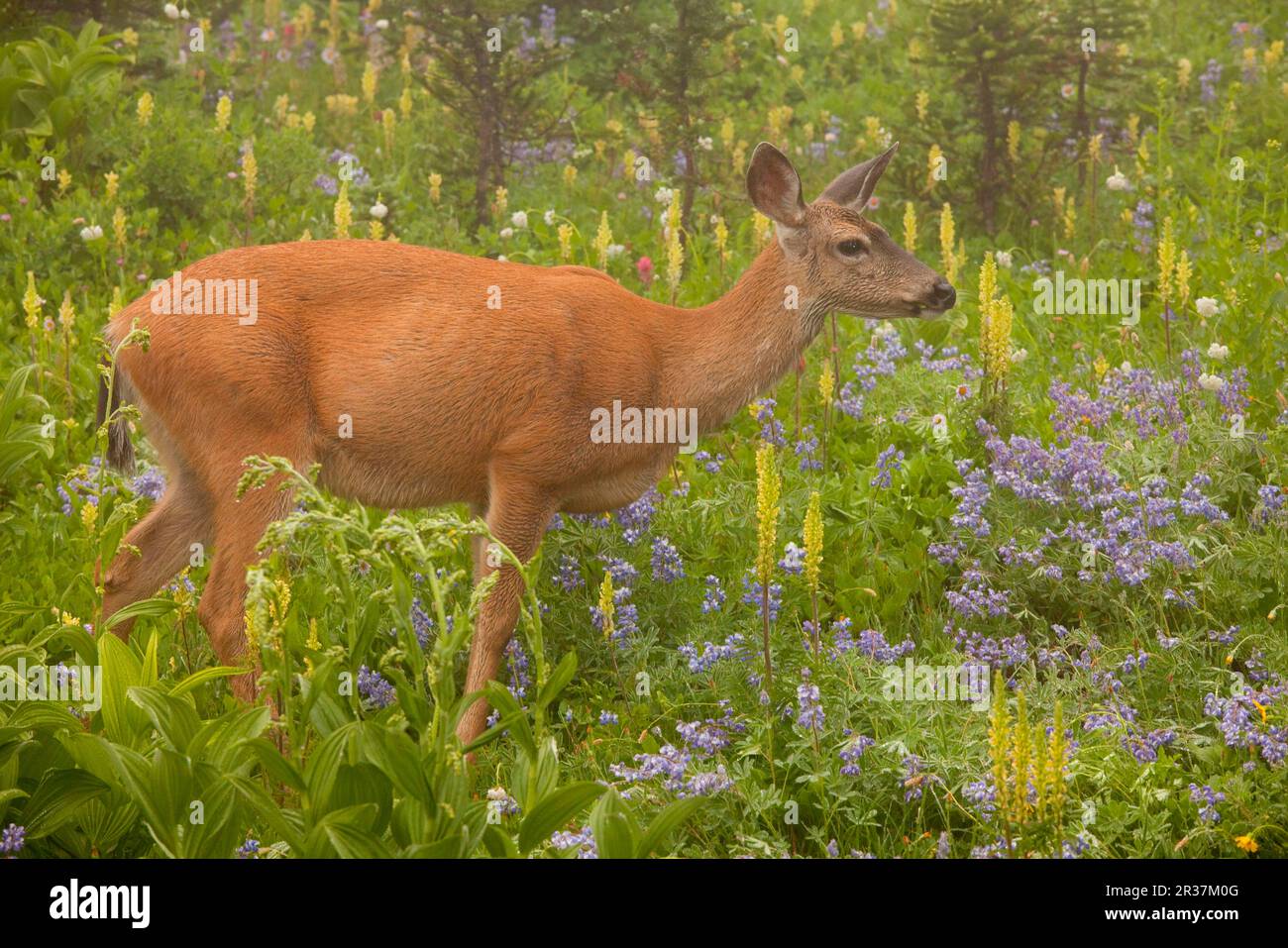 Colombiano cervo dalla coda nera (Odocoileus hemionus colombianus), che si nutre di fiori selvatici nella nebbia, Monte Rainier N. P. Washington (U.) S. A. Foto Stock