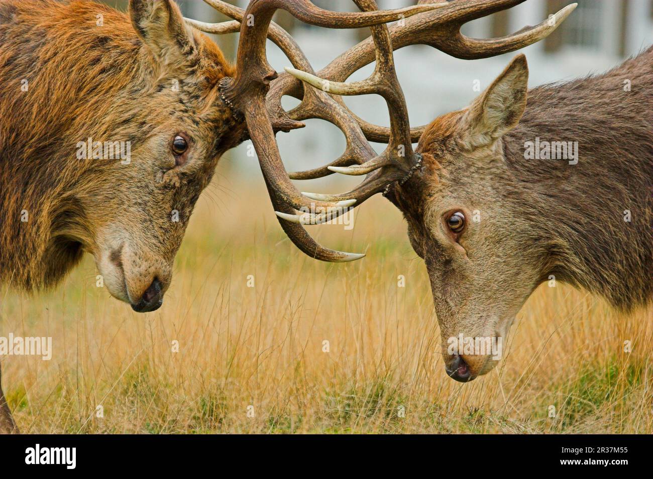 Cervo rosso (Cervus elaphus) Cervo in calore, primo piano della testa con corna chiuse Foto Stock