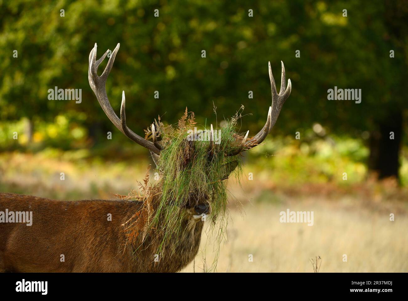 Cervo rosso (Cervus elaphus), con testa coperta di erba e salmastra, dopo aver sbattito durante la solca, Richmond Park, Londra, Inghilterra, Regno Unito Foto Stock