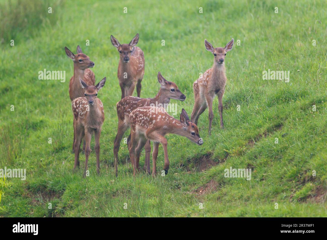 Cervi rossi (Cervus elaphus), cervi rossi, cervi, ungulati, mammiferi, Animali, Red Deer sei vitelli, creche in piedi in prato, Suffolk, Inghilterra, Uniti Foto Stock