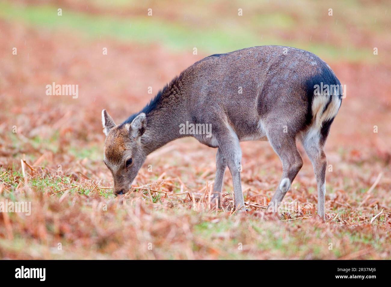 I cervi Sika (Cervus nippon) introdussero specie, nutrendo i faini in mezzo alle felci sotto la pioggia, Knole Park, Kent, Inghilterra, Regno Unito Foto Stock