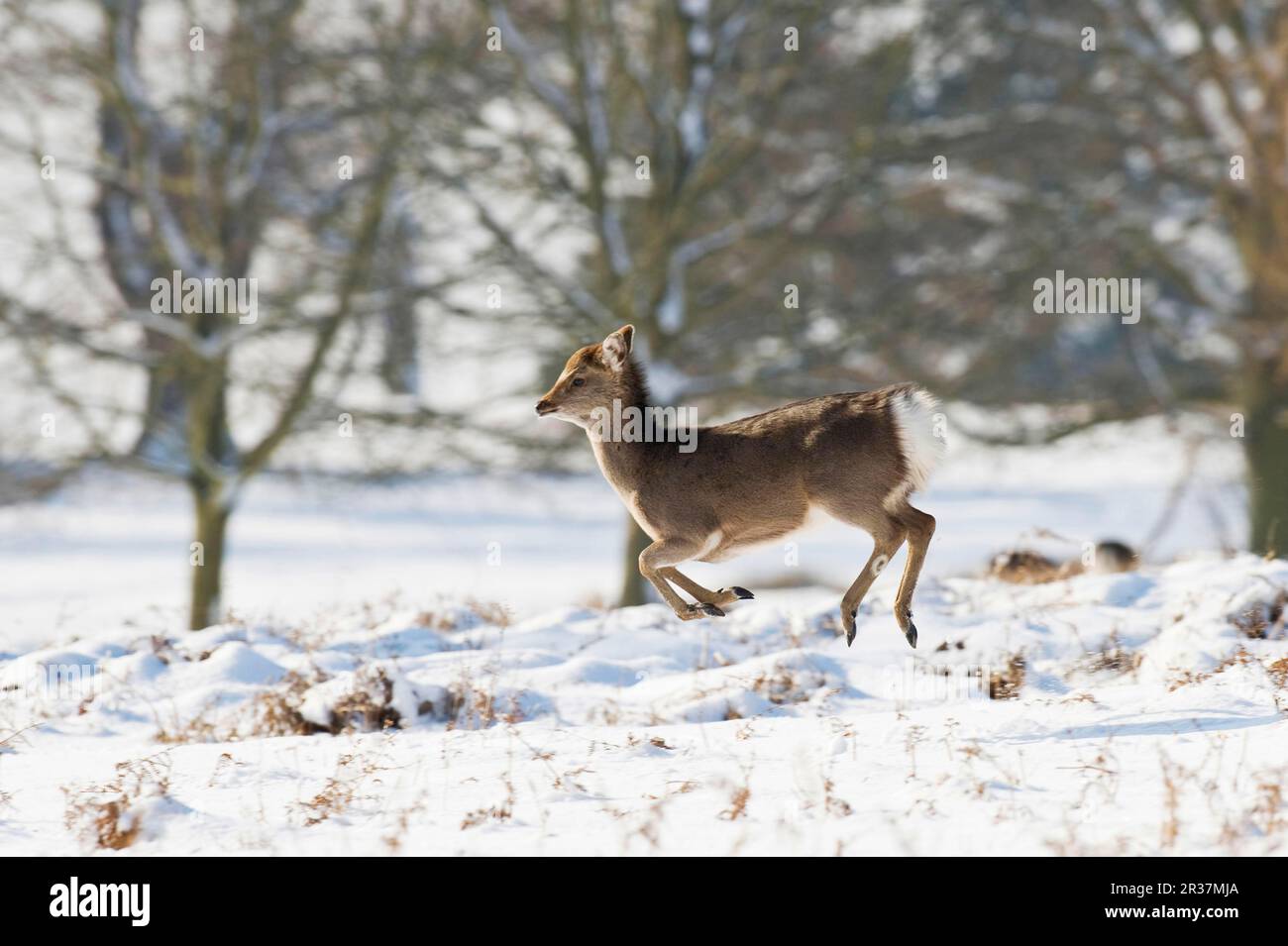 Cervi Sika, cervi sika (Cervus nippon), cervi, ungulati, mammiferi, animali, Sika Deer Hind, correre nella neve, Knole Park, Kent, Inghilterra, inverno Foto Stock