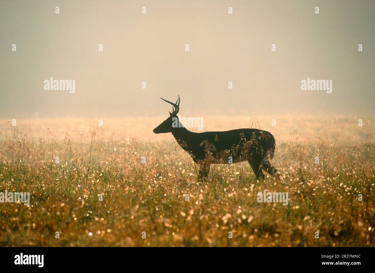 Cervi dalla coda bianca (Odocoileus virginianus), cervi dalla coda bianca, cervi, ungulati, ungulati dalla punta pari, Mammiferi, animali, cervi dalla coda bianca maschio in Foto Stock