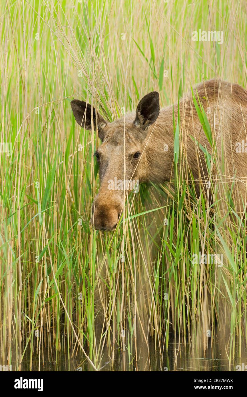 Alce eurasiatica (Alces alces alces) femmina adulta, nutrimento su canne, primo piano della testa, progetto di reintroduzione, Paesi Bassi Foto Stock