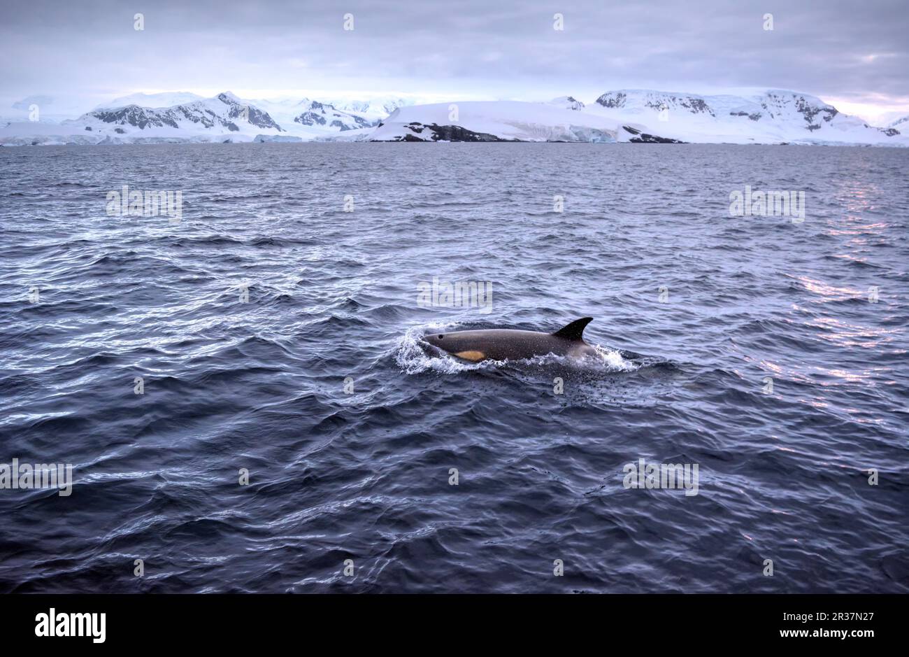 La balena killer nuota nelle vicinanze in un habitat naturale in Antartide Foto Stock