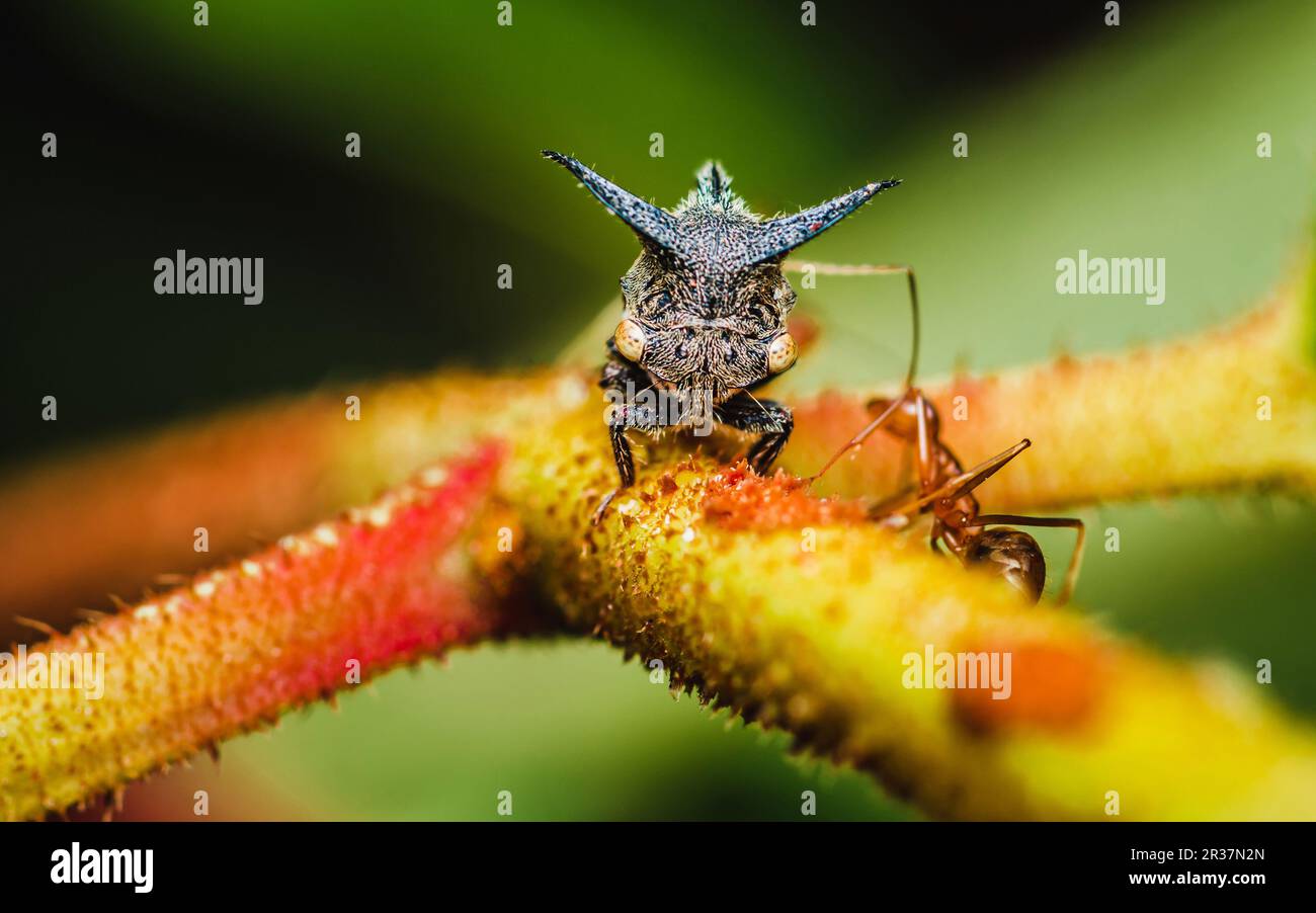 Primo piano di una strana tramoggia (tramoggia di albero cornuto) su un ramo di albero con formiche rosse, fuoco selettivo, Macro foto di insetto in natura. Foto Stock