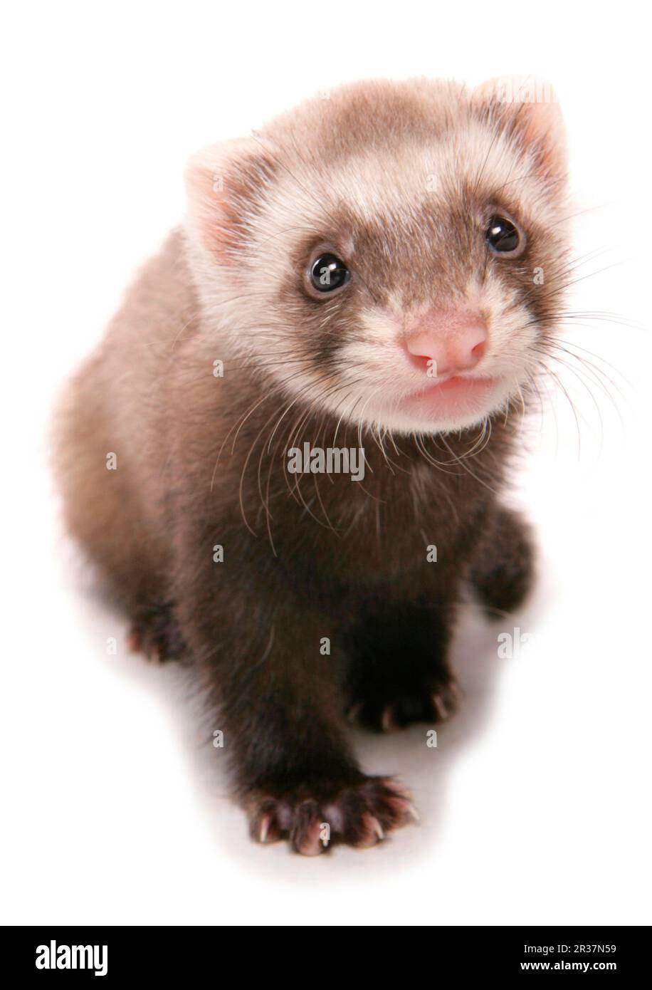 Polecat (putorius) forma furo, furetti (Mustela putorius furo), Martens, predatori, mammiferi, animali, Nazionale Polecat Ferret (Mustela putorius x Foto Stock