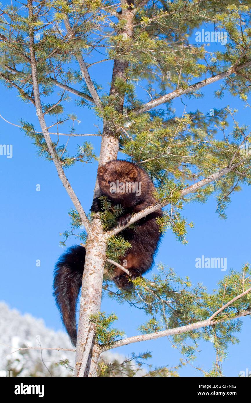 Fisher (Martes pennanti) adulto, arrampicata su albero, Montana (U.) S. A, gennaio (Captive) Foto Stock