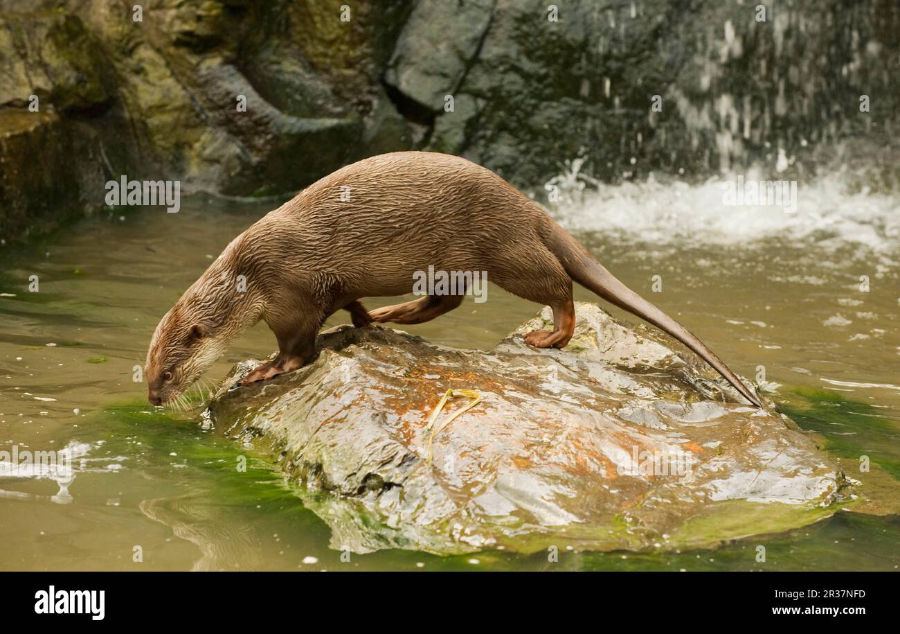 Lontra lisce (Lutrogale perspicillata), lontra lisce, lontra indiana, simile a Marten, predatori, Mammiferi, animali, lontra liscia Foto Stock