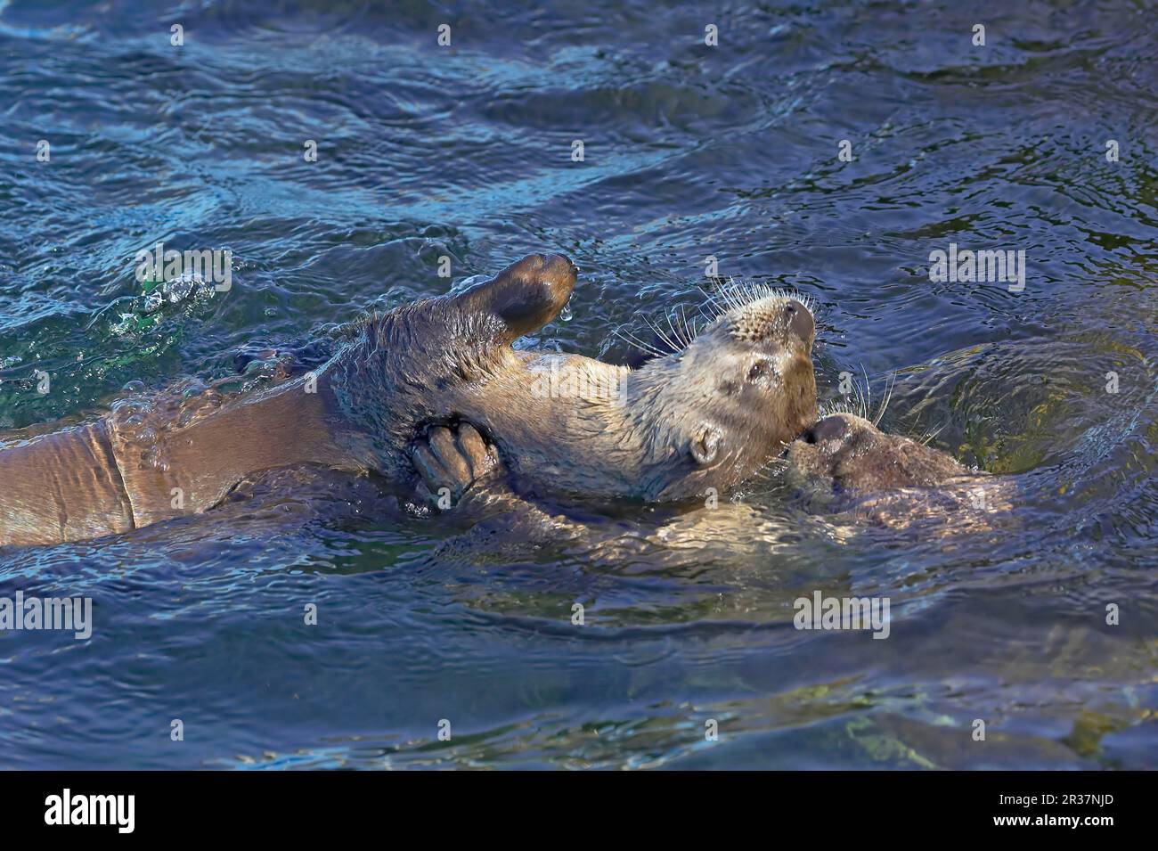Lontra nordamericana del fiume (Lontra canadensis), coppia dell'adulto, giocare nell'acqua, Canada Foto Stock
