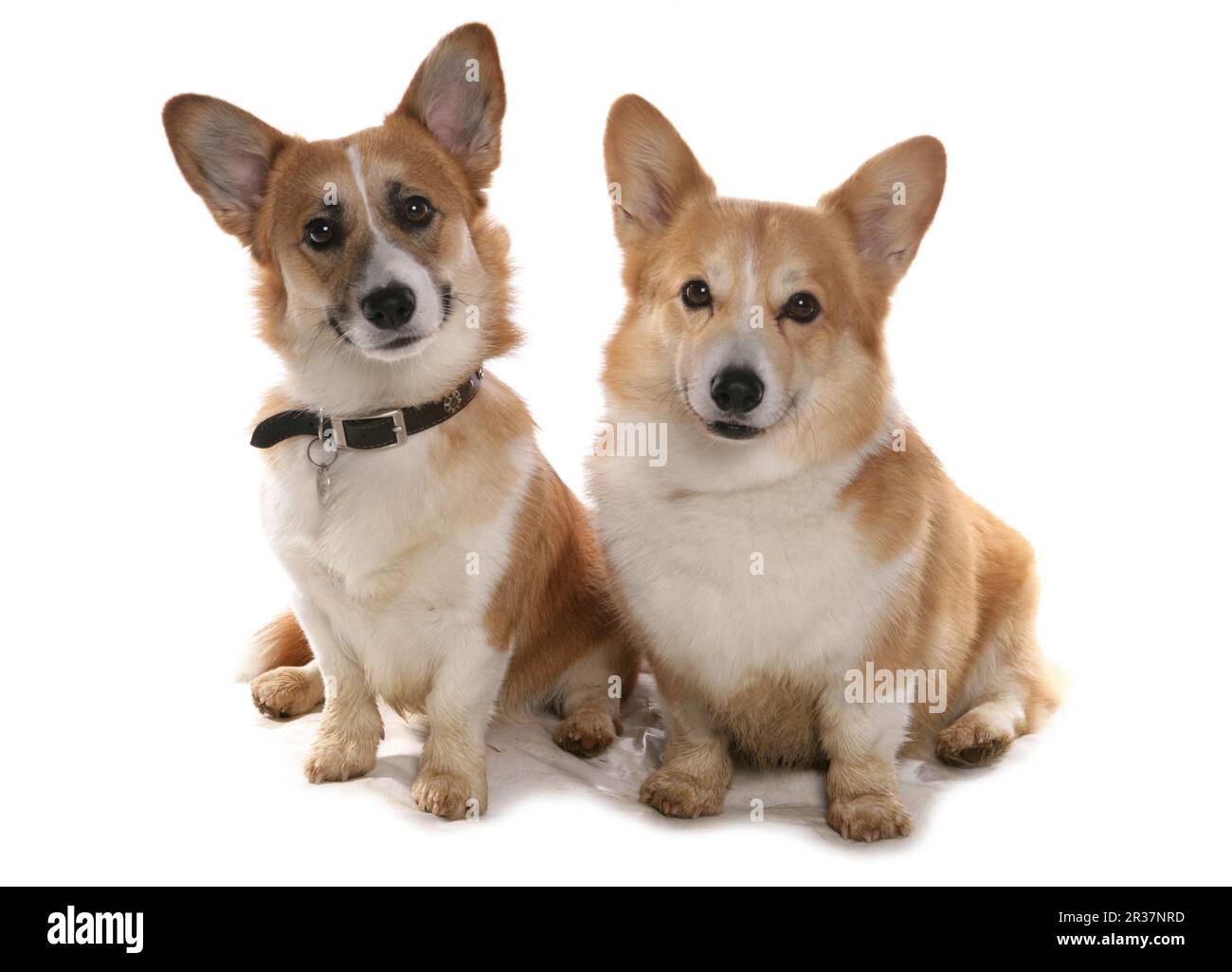 Cane domestico, Pembroke Welsh Corgi, due adulti, seduto Foto Stock