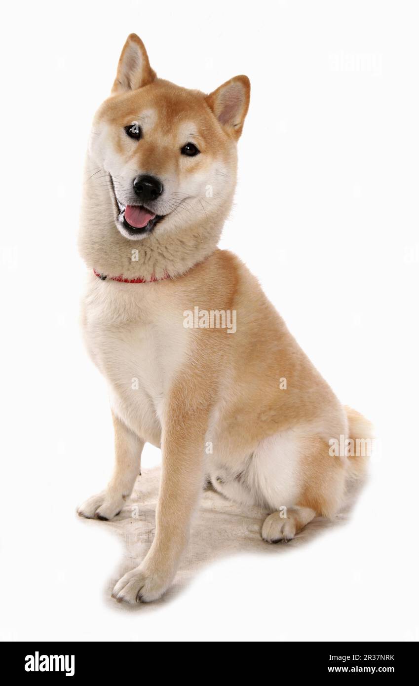 Cane domestico, Shiba Inu, adulto maschio, con colletto, seduta Foto Stock