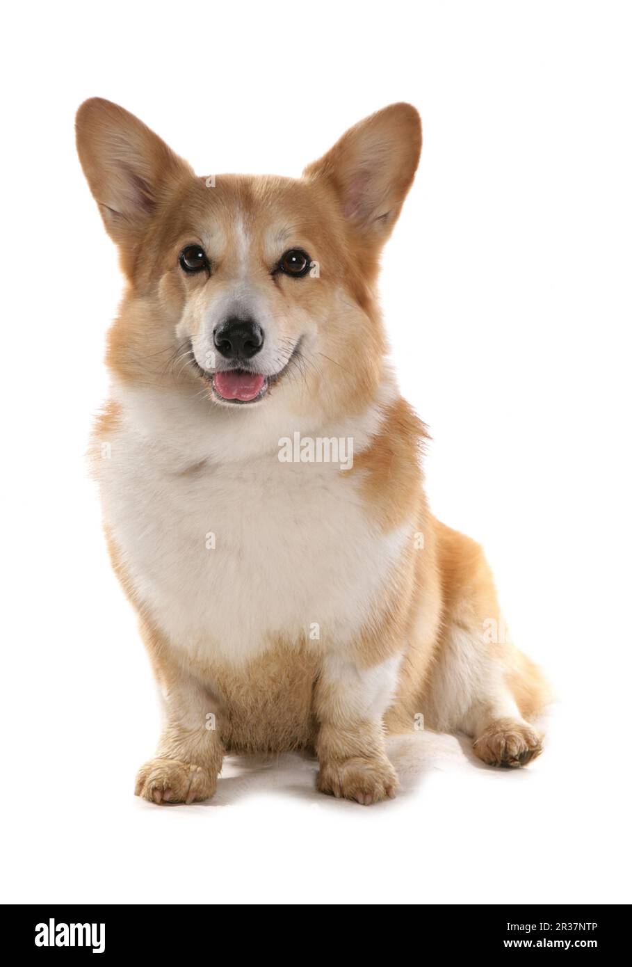 Cane domestico, Pembroke Welsh Corgi, maturo, seduto Foto Stock