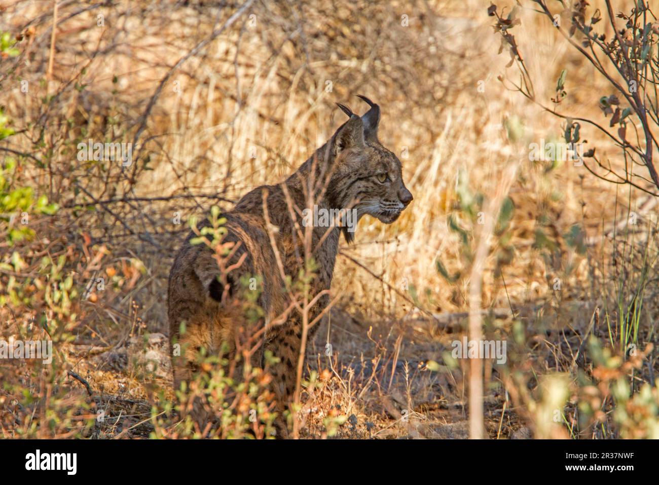Lynx iberica (Lynx pardinus), Pardel Lynx, che significa leopardo-macchiato e in effetti questo animale è stato pesantemente segnato con su tutto il corpo Foto Stock