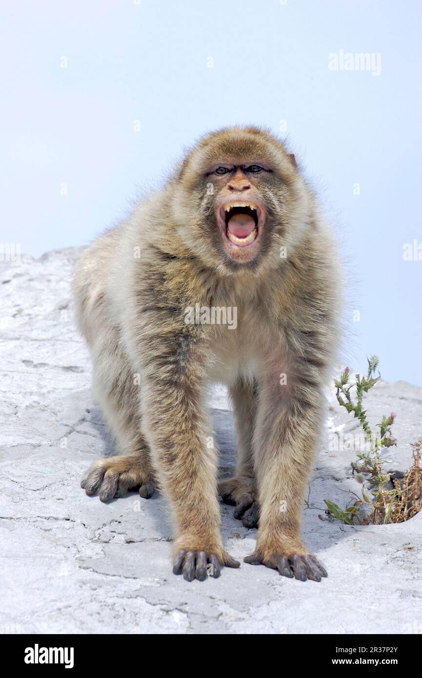 Macaco barbaro (Macaca sylvanus) per adulti, esposizione aggressiva, Gibilterra Foto Stock