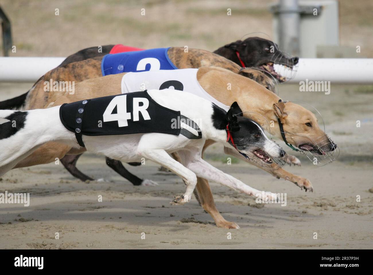 Cani domestici, Greyhound, adulti, corse in pista, Inghilterra, Regno Unito Foto Stock