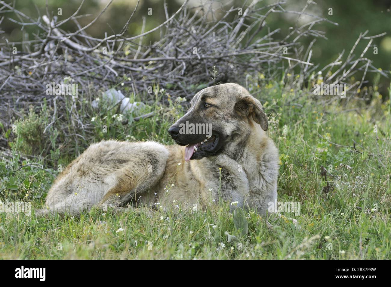 Cane domestico, Mastiff spagnolo, adulto, riposo, usato come pastore di capra, Monfrague, Estremadura, Spagna Foto Stock