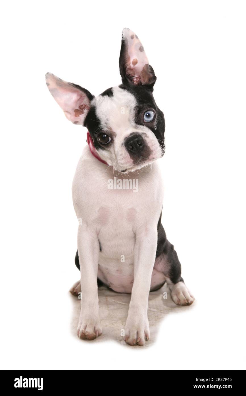 Cane domestico, Boston Terrier, adulto, un occhio con eterocromia 'dell'occhio della parete, seduta, con collo Foto Stock