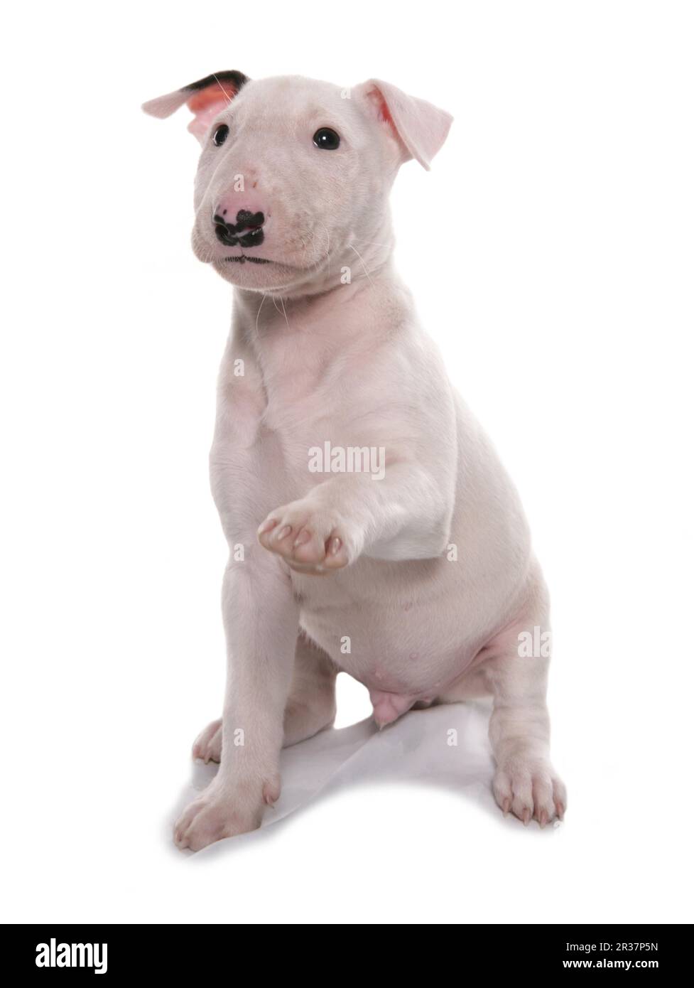 Toro Terrier, cucciolo, zampa sollevata Foto Stock