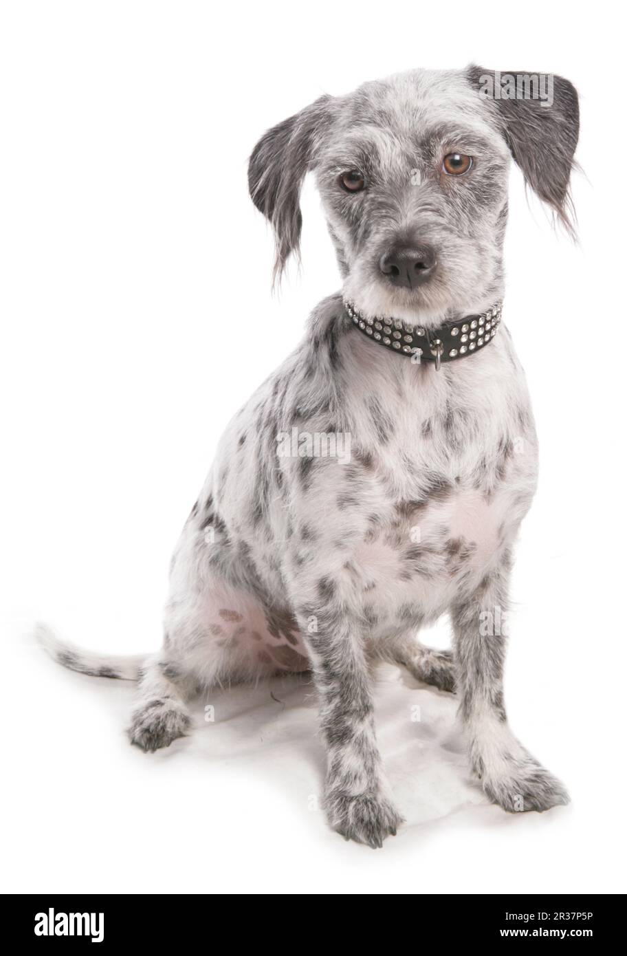 Cane domestico, Lhamatian (Lhasa Apso x Dalmatian), adulto, seduta, con collare Foto Stock