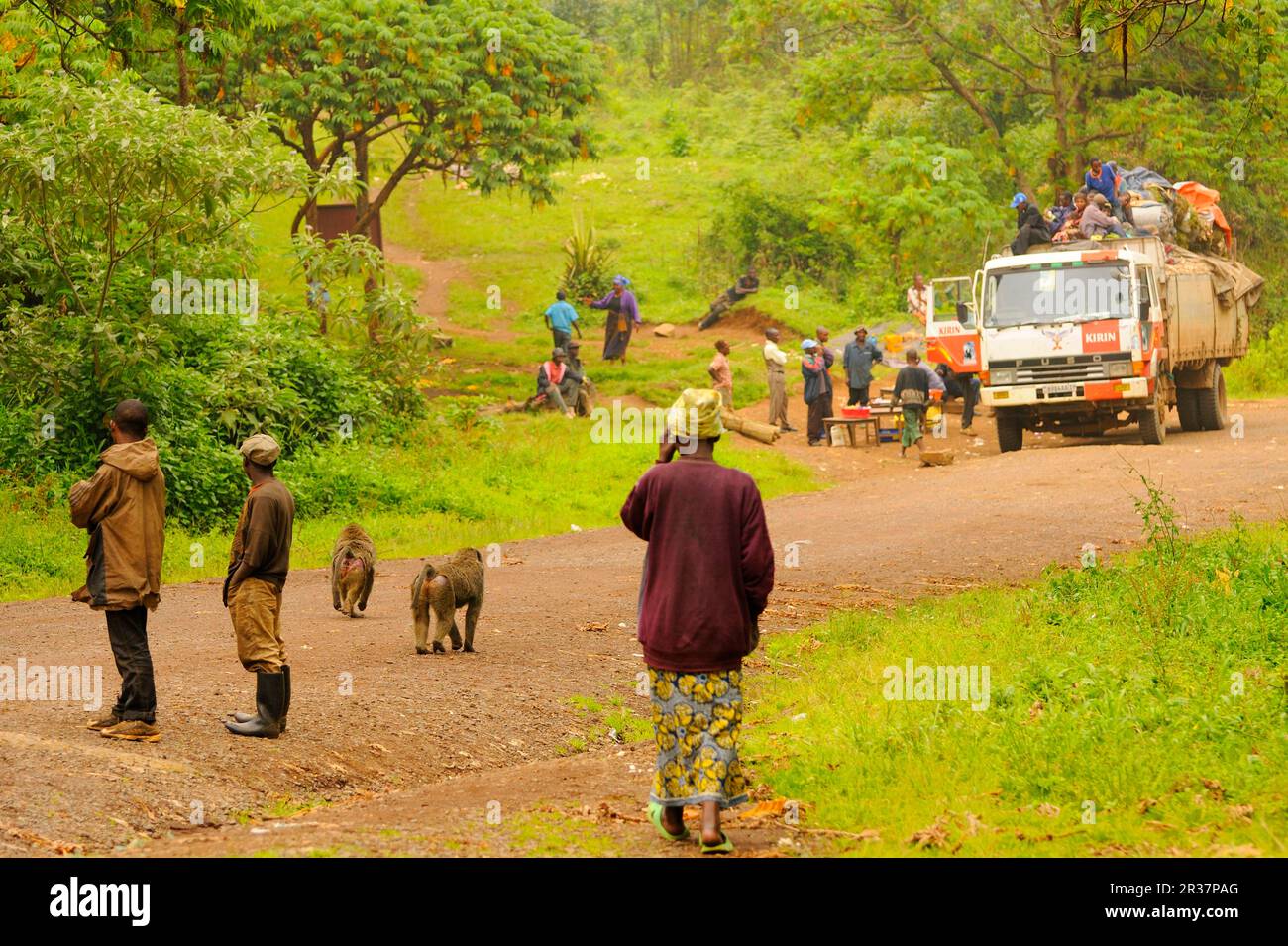 Baboon di olive (Papio anubis) due adulti rubano cibo da camion lungo la strada insieme con gli abitanti del villaggio, Kahuzi-Biega N. P. Kivu regione, democratico Foto Stock