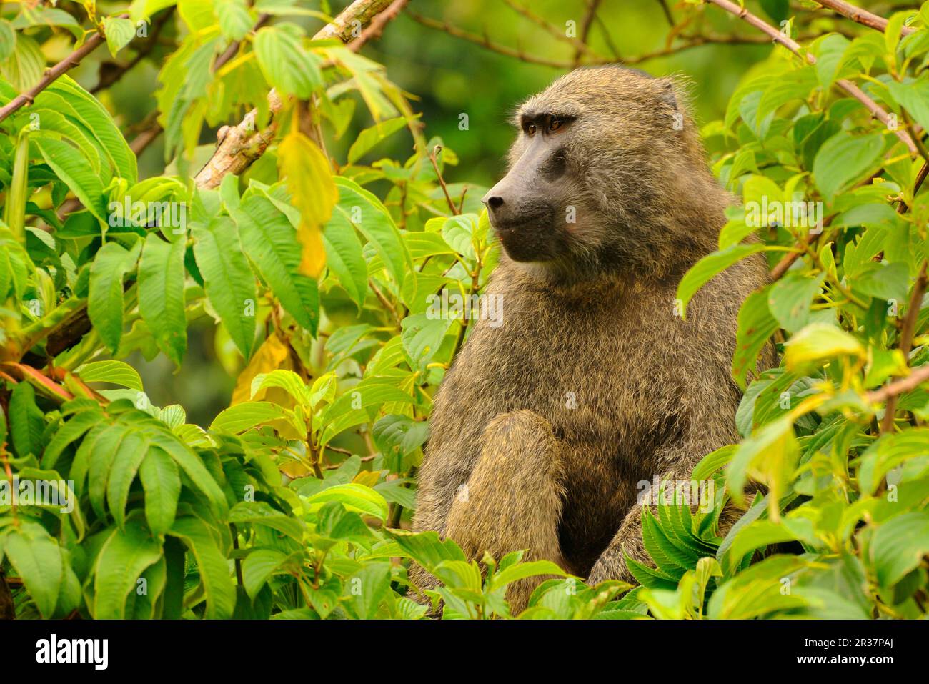 Babbuino di olive (Papio anubis), adulto, seduto nell'albero, regione di Kahuzi-Biega N. P. Kivu, Repubblica Democratica del Congo Foto Stock