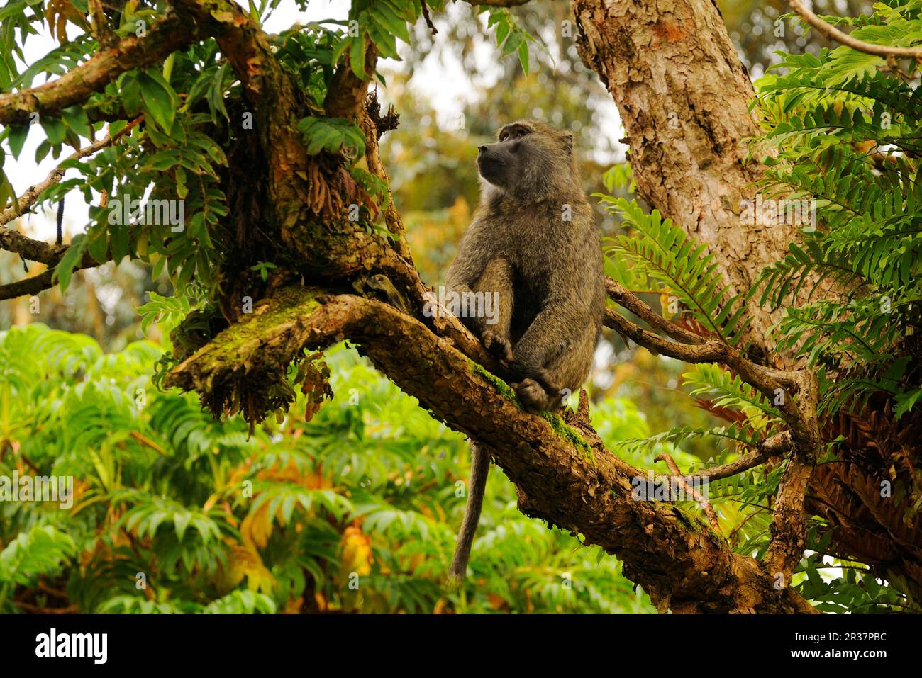 Babbuino di olive adulto (Papio anubis), seduto sul ramo dell'albero, regione di Kahuzi-Biega N. P. Kivu, Repubblica Democratica del Congo Foto Stock