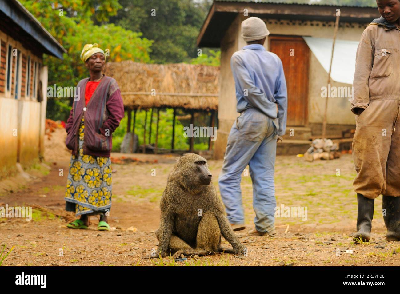 Baboon di olive (Papio anubis), adulto, seduto in villaggio con gli abitanti del villaggio, regione di Kahuzi-Biega N. P. Kivu, Repubblica Democratica del Congo Foto Stock